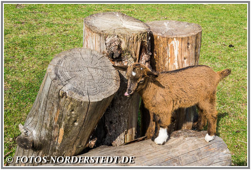 Kleiner Zoo im Stadtpark Norderstedt