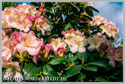 Endlich Frühling - Blütenpracht des Rhododendron