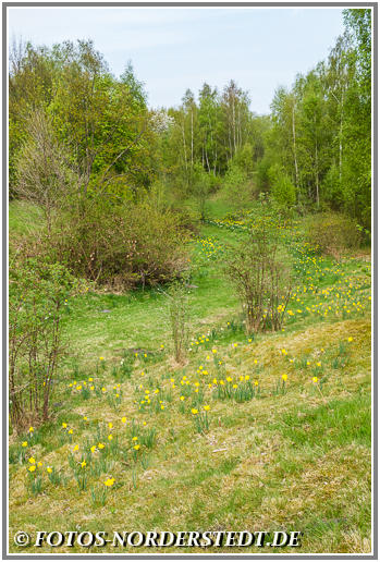 Der Waldpark im Norderstedter Stadtpark