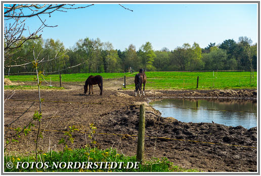 Pferdekoppel am Dreibekenweg